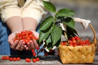 5月18日至6月16日，“櫻桃之約”邀你共赴！